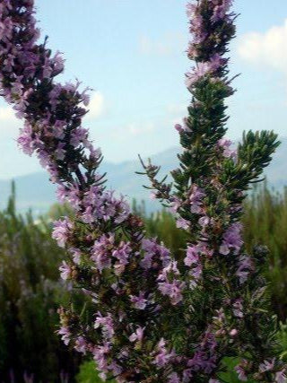 Rosmarino ‘Majorca Pink’, varietà aromatica con fiori rosa, ideale per bordure mediterranee e giardini decorativi. Rosmarino rosa profumato.
