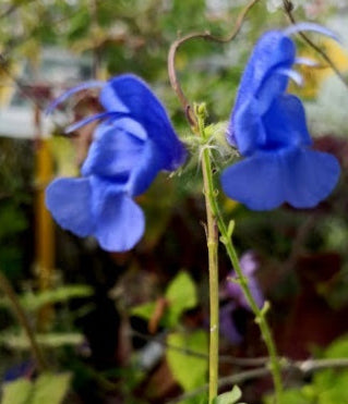 Salvia amena, pianta ornamentale perenne e rifiorente con fiori blu-violetti decorativi