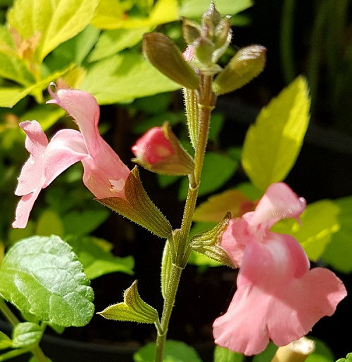 Salvia Didi Vaso 14. Pianta perenne ornamentale, fiorisce di colore rosa da aprile fino a novembre, ama l'esposizione soleggiata ed è molto resistente a qualsiasi temperatura.