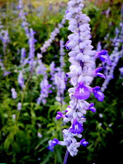 La Salvia farinacea 'Victoria' è una varietà di salvia ampiamente apprezzata per la sua fioritura vibrante e il suo aspetto elegante. Con spighe di fiori blu profondo, questa pianta presenta foglie strette e allungate di colore verde. La 'Victoria' è notevole per la sua resistenza e la capacità di attirare farfalle e api nel giardino. Ideale per aiuole e bordure, questa varietà è una scelta popolare per aggiungere un tocco di colore duraturo agli spazi esterni.