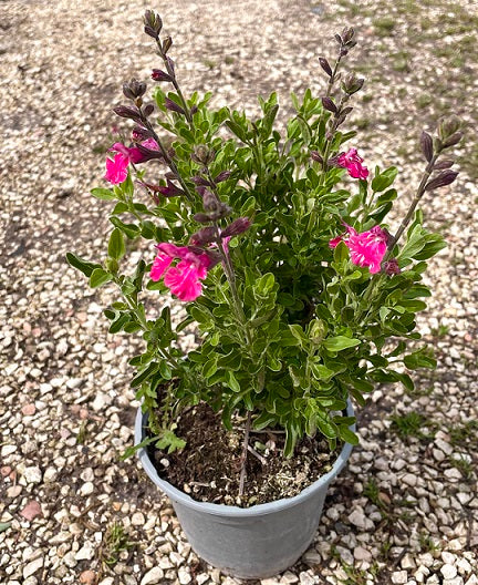 Salvia Cassandra in vendita in vaso 14. è una salvia da fiore ornamentale, ama. stare al sole, ha bisogno di poche cure e poca acqua. il suo periodo di fioritura va da Aprile A Novembre.