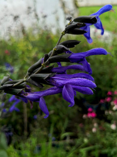 Vendita Salvia guaranitica 'Black and Blue' in vaso 14 cm, è una varietà di salvia notevole per i suoi fiori di colore blu intenso accostati a calici di colore nero. Questa pianta erbacea perenne, robusta e attraente, può raggiungere altezze significative. Le foglie sono di colore verde scuro e la fioritura avviene durante la primavera e l'estate. La 'Black and Blue' è ampiamente coltivata per il suo impatto visivo e la capacità di attirare colibrì e farfalle nei giardini.