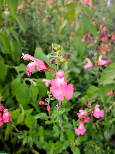Salvia x Jamensis La Siesta in vendita in vaso 14 cm, è un cespuglio perenne con lunghe fioriture rosa salmone, resistente al caldo, alla siccità e al gelo. Esposizione pieno sole o mezz' ombra, sopporta periodi di siccità, rustica -12°C.. Altezza e 50-70 cm.