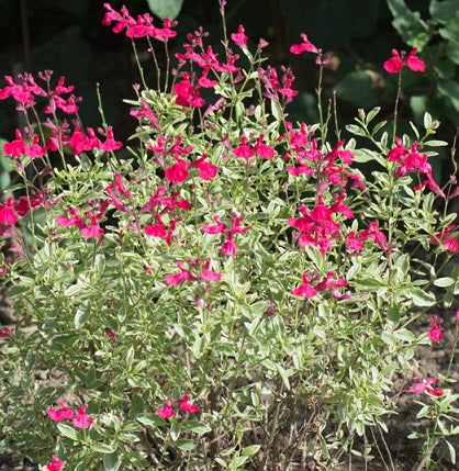 Salvia 'Caramba' vaso 14. è una pianta perenne che ama stare al sole, può raggiungere un'altezza di 80 cm, fiorisce da Maggio fino a Novembre con dei fiori di colore rosso.