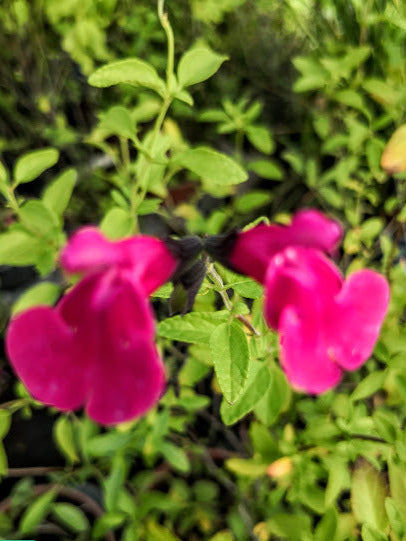 La Salvia microphylla 'Pink Blush' è una varietà di salvia caratterizzata da fiori tubolari di un delicato colore rosa, conferendo un aspetto arrossato o "blush" al giardino. Con foglie piccole e verde scuro, questa pianta arbustiva raggiunge un'altezza di circa 60-90 cm. Resistente e facile da coltivare, è adatta per aiuole, bordure e giardini rocciosi, attraendo colibrì e farfalle con la sua fioritura decorativa.