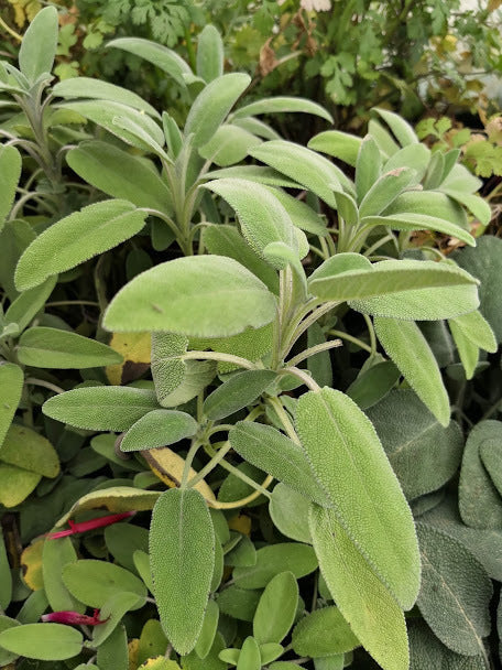 Salvia officinale (Salvia officinalis) con foglie grigio-verdi e fiori lilla, pianta aromatica perenne ideale per cucina e infusi.
