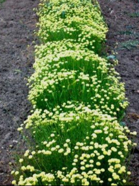 Santolina viridis, pianta aromatica sempreverde con foglie verdi profumate e fiori gialli globosi.