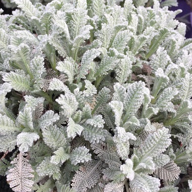 Tanacetum densum, conosciuto anche come camomilla densa o pinnate tansy, è una pianta erbacea perenne della famiglia Asteraceae. Presenta foglie verde scuro pinnate e fiori gialli riuniti in infiorescenze compatte. Questa pianta ha un portamento cespuglioso e compatto, formando cuscini densi di fogliame. Adatta a terreni ben drenati e posizioni soleggiate, viene spesso utilizzata per scopi ornamentali in giardini rocciosi o come copertura del terreno.