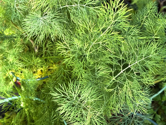 Aneto pianta aromatica Anethum graveolens con foglie piumose profumate coltivata in orto