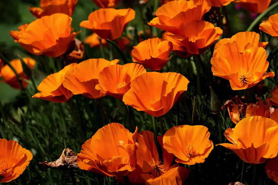 papavero della california eschscholzia californica fiori arancioni giardino coltivazione papaveri ornamentali