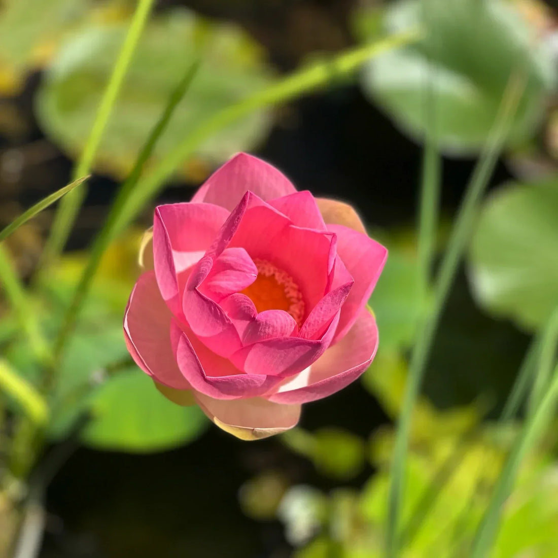 Fiore di loto Nelumbo nucifera in piena fioritura rosa coltivato in laghetto ornamentale