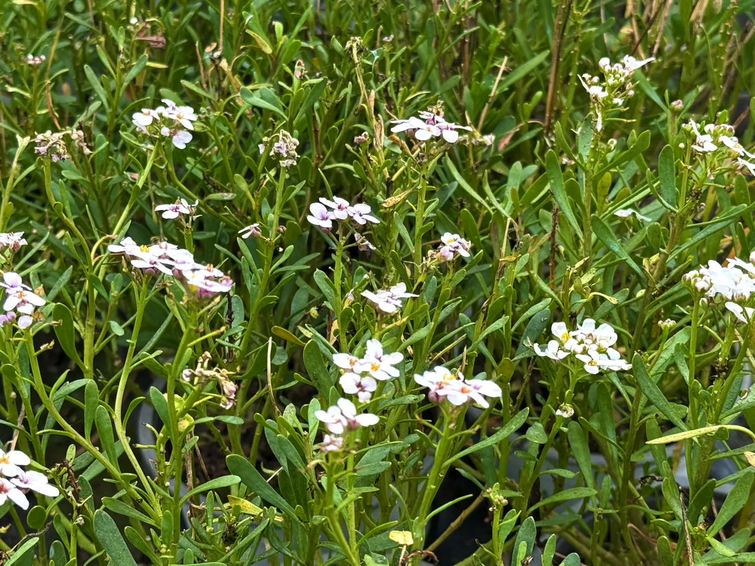 Iberis sempervirens iberide sempreverde in piena fioritura primaverile con fiori bianchi compatti
