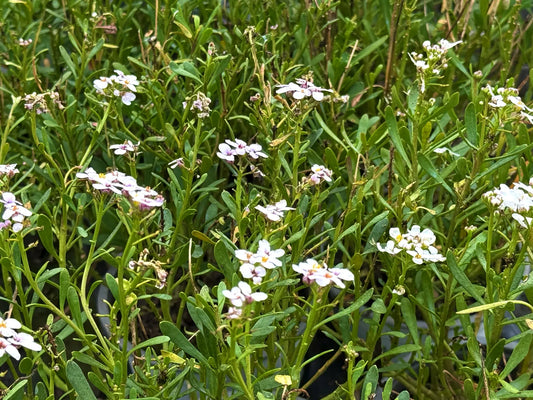 Iberis sempervirens iberide sempreverde in piena fioritura primaverile con fiori bianchi compatti