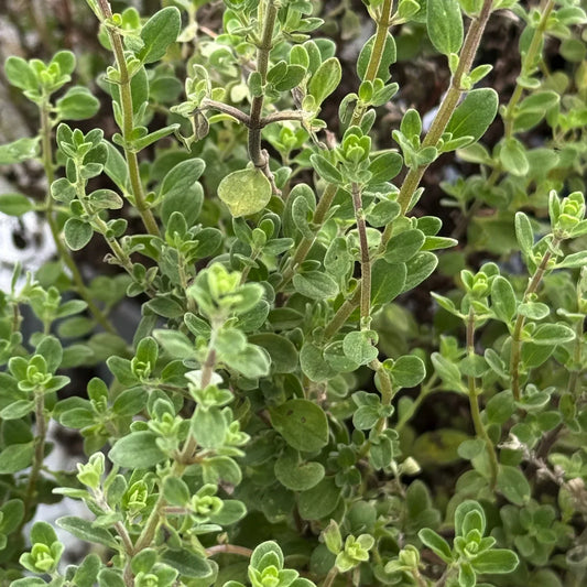 Maggiorana pianta aromatica perenne Origanum majorana coltivata in giardino mediterraneo