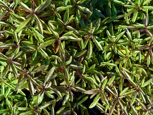 Santoreggia montana Satureja montana erba pepe pianta aromatica perenne in giardino mediterraneo