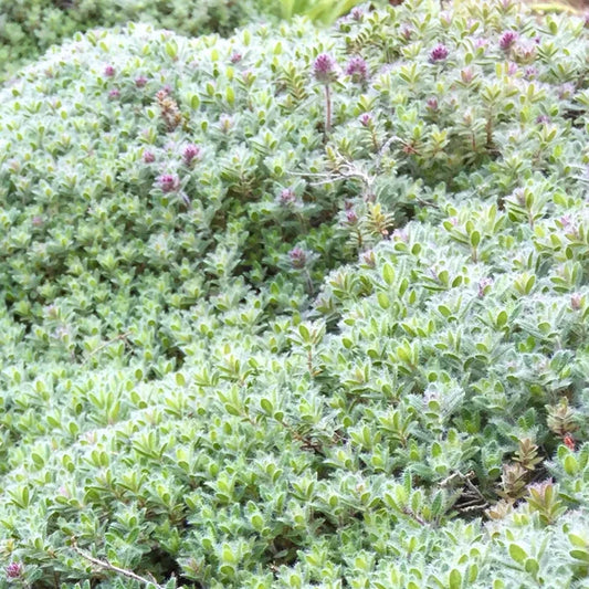 Timo pianta aromatica perenne coltivata in giardino mediterraneo con fioritura estiva profumata