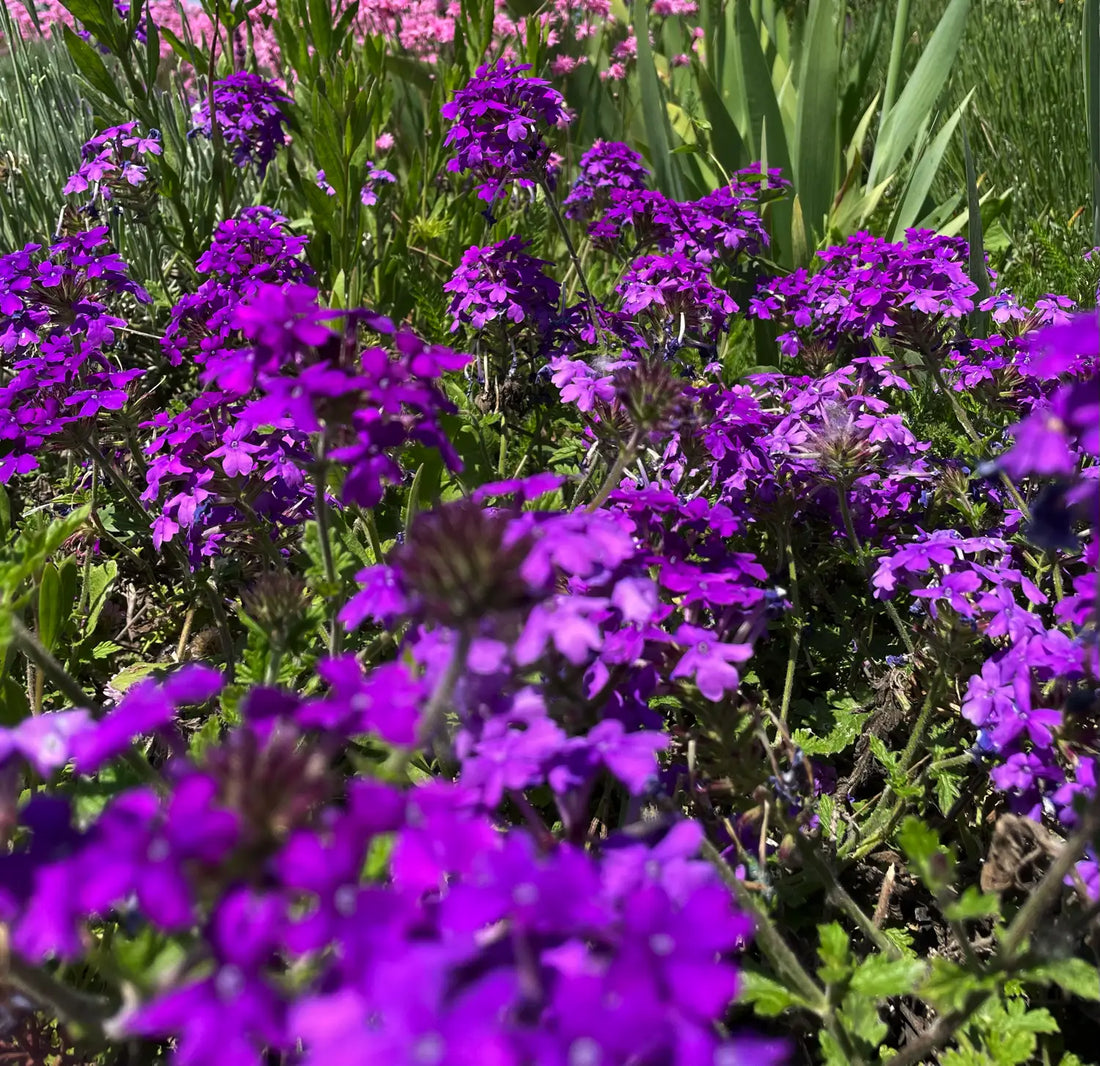 Verbena perenne in fiore in aiuola soleggiata con lunga fioritura estiva viola