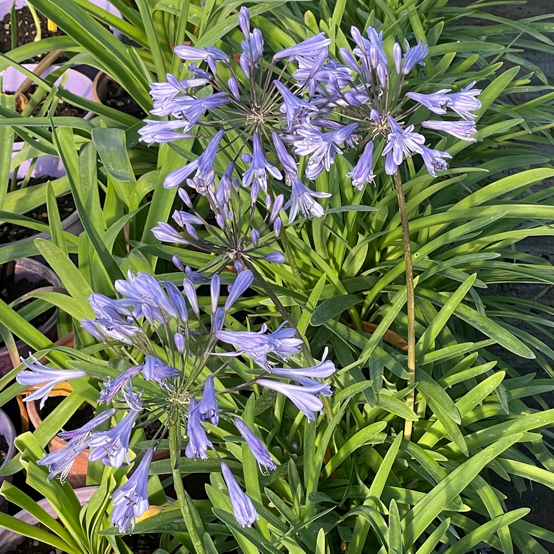 L'Agapanthus 'Summer Love' è una varietà di giglio del Nilo con fiori azzurro intenso che fiorisce durante l'estate. Ha foglie lunghe e strette, e cresce a una altezza di circa 60-80 cm. È una pianta resistente che richiede un terreno ben drenato e prospera in pieno sole o in mezz'ombra.