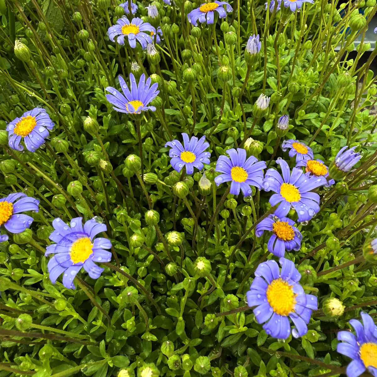 Agatea Felicia amelloides pianta con fiori azzurri e centro giallo da giardino