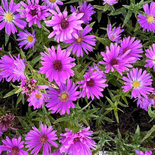 L'Aster dumosus 'Alpha Light Pink' è una pianta perenne a crescita bassa, appartenente alla famiglia delle Asteraceae, che raggiunge i 30-40 cm di altezza, perfetta per bordure e giardini. Fiorisce tra la fine dell'estate e l'autunno, con fiori rosa pallido dal centro giallo. Predilige posizioni soleggiate o parzialmente ombreggiate e si adatta bene a terreni ben drenati. Durante l'inverno la parte aerea scompare. Vendita piante online. miglio sito piante online. 