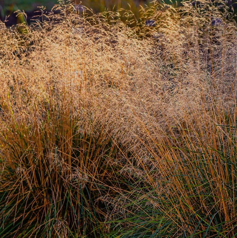 Deschampsia cespitosa – Graminacea ornamentale elegante
