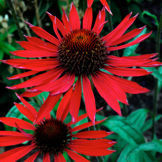 'Echinacea 'Tomato Soup' è una varietà di echinacea caratterizzata da fiori di un rosso intenso, che aggiungono un tocco di calore e vivacità al giardino. Con la giusta cura, questa pianta può essere un'eccellente aggiunta a bordure, aiuole o giardini perenni.