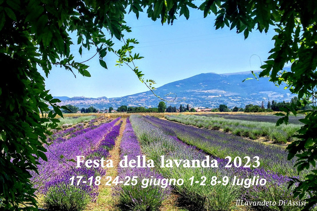 campi di lavanda Italia. Festa della lavanda Italia. Cosa fare Assisi. Cosa fare Assisi e dintorni. Appartamento vacanze Assisi