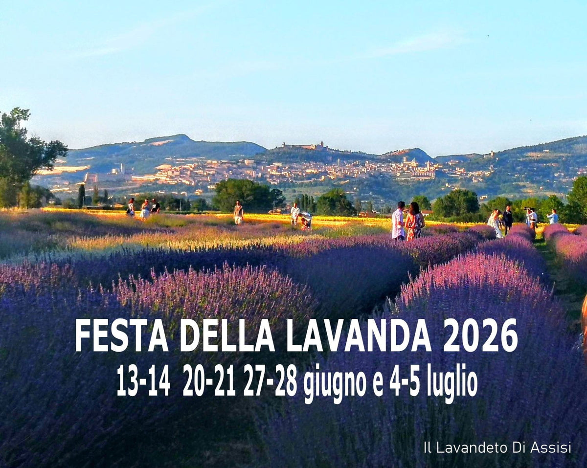Festa della lavanda. festa della lavanda 2026, festa della lavanda in Italia, Campi di lavanda in Italia, lavanda, lavandeto, Il Lavandeto, un lavandeto, Umbria eventi, eventi in Umbria, eventi 2026, eventi Italia 2026, attrazioni Umbria, itinerario Umbria, picnic lavanda, Umbria tourism, Umbria turismo, attrazioni Assisi, attrazioni Perugia, visitare Perugia