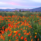 Festa dei papaveri, festa dei papaveri Assisi, eventi Assisi, vendita papaveri, vendita papaveri della California, papaveri vendita online, papaveri arancioni vendita, papaveri rosa vendita, papaveri gialli vendita. vivaio papaveri