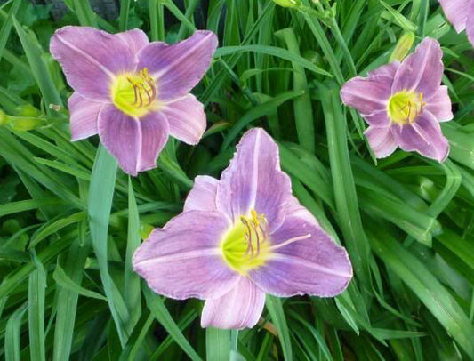 Hemerocallis 'Prairie Blue Eyes' è una varietà di daylily con fiori di colore blu lavanda distintivo, ognuno dei quali dura solo un giorno. Questa pianta perenne è resistente e cresce bene in pieno sole o mezz'ombra in terreno ben drenato. I fiori attirano le farfalle e aggiungono un tocco di bellezza al giardino estivo.