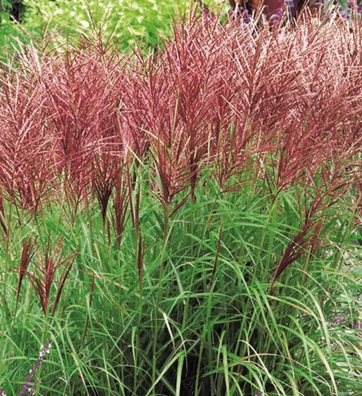 Miscanthus sinensis 'Flamingo' è un'erba ornamentale caratterizzata da foglie lunghe e sottili con una distintiva striscia centrale bianca crema o rosa argentea. Durante l'estate produce piume piumose color rosa che svettano sopra il fogliame. È adatta per bordure e piantagioni di massa, richiede pieno sole o ombra parziale e un terreno ben drenato. È una pianta resistente alla siccità una volta stabilita e richiede una potatura annuale a fine inverno o inizio primavera.