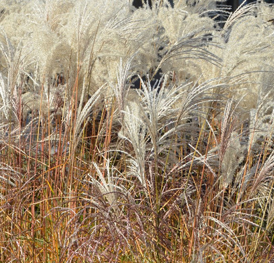 Miscanthus sinensis 'Kleine Fontane' è una varietà compatta di erba ornamentale, caratterizzata da foglie sottili e lunghe di colore verde scuro. Raggiunge un'altezza massima di circa 120-150 centimetri e produce pannocchie di fiori piumose in estate e autunno. Questa varietà è adatta a spazi più piccoli e richiede pieno sole e terreno ben drenato per crescere vigorosamente.