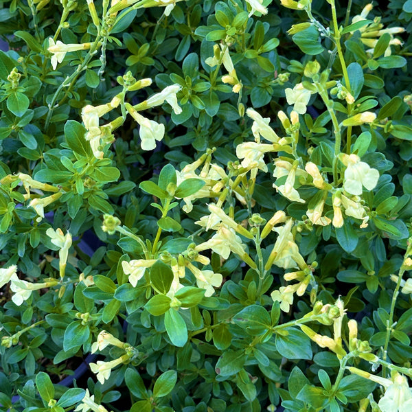 La Salvia 'Sun Gold', è una pianta ornamentale della famiglia delle Lamiaceae, con fiori giallo dorato che contrastano con il verde delle foglie. Fiorisce dalla primavera all'autunno, raggiungendo un'altezza di 40-60 cm. Predilige posizioni soleggiate e terreni ben drenati, ed è resistente alla siccità. Ideale per bordure, aiuole miste, giardini mediterranei e vasi, attira api e farfalle.