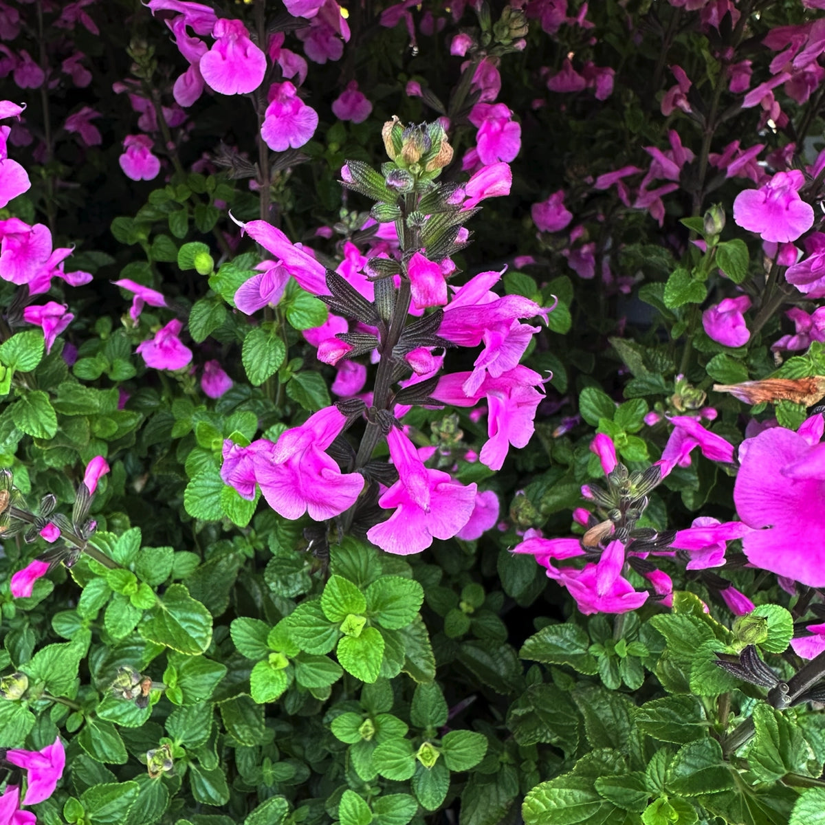 Salvia 'Flower Child' in fiore con spighe rosa acceso e fogliame verde compatto, perfetta per bordure e terrazzi soleggiati.