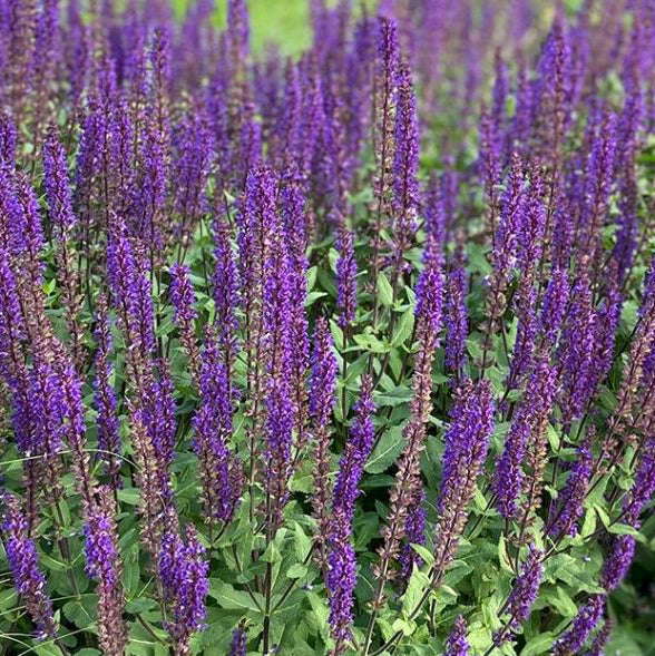 Salvia nemorosa 'Caradonna' è una pianta perenne con fiori di colore viola intenso e fogliame verde scuro. Questa varietà raggiunge un'altezza di circa 45-60 cm e fiorisce in primavera o all'inizio dell'estate. È ideale per aiuole, bordure e attrae impollinatori come le api.