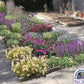progetti giardini da copiare, piccoli giardini bellissimi, aiuole progetti, giardini da copiare, aiuole da copiare, come progettare un giardino da soli, giardino con echinacee, giardino con stipa, 
