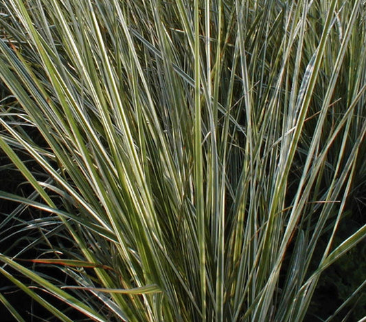 Calamagrostis × acutiflora ‘Overdam’, graminacea ornamentale con foglie variegate e spighe erette dorate