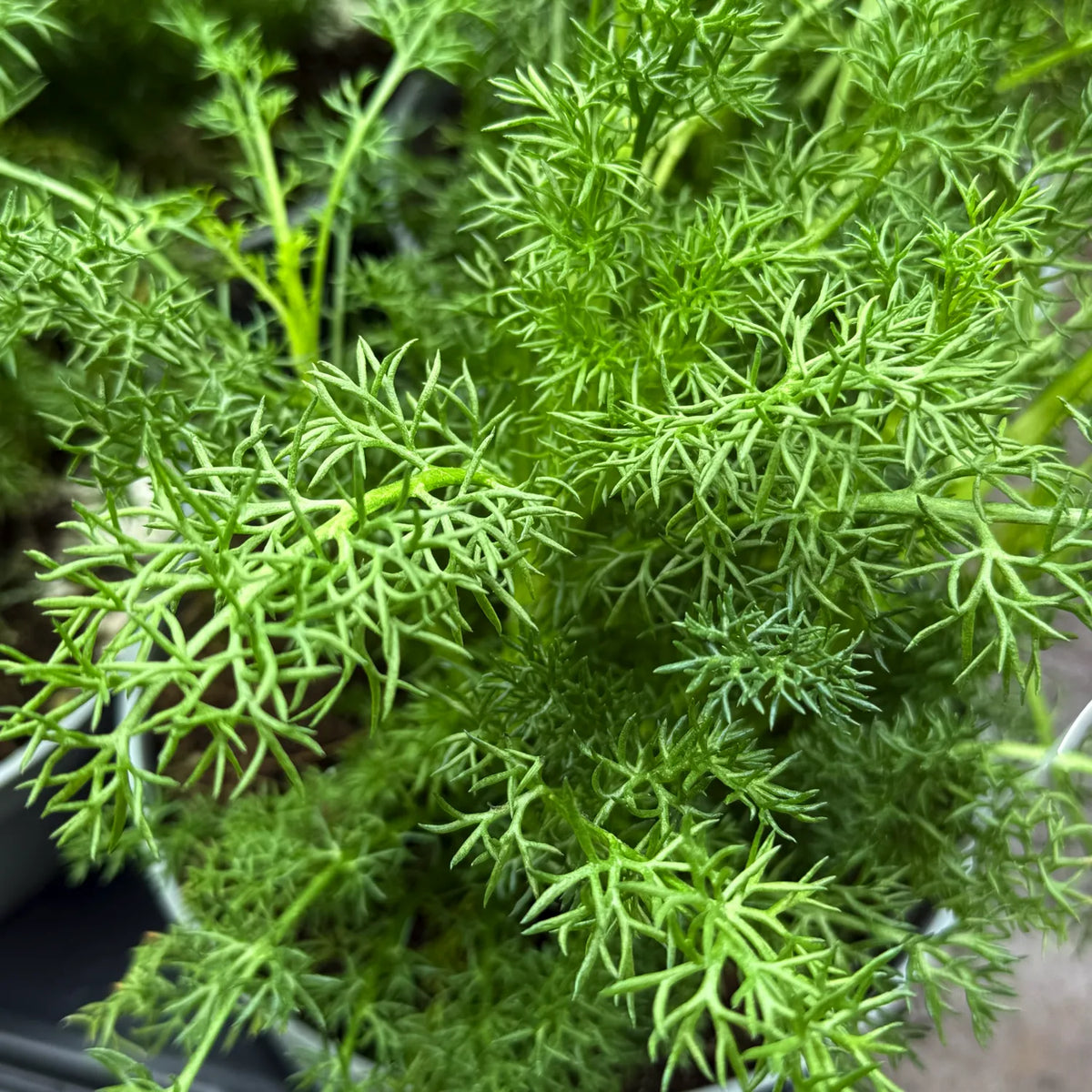 Camomilla Romana Chamaemelum nobile pianta aromatica perenne con fiori bianchi profumati
