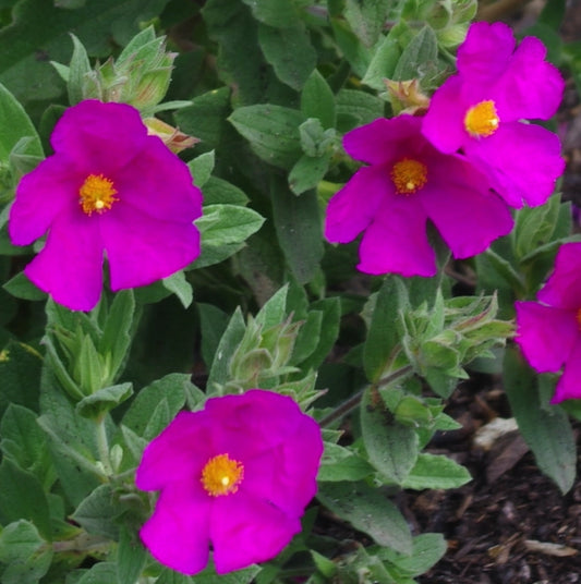Cistus pulverulentus, arbusto sempreverde mediterraneo con fiori rosa e cuore giallo