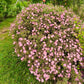 Cistus skanbergii in fiore con fioritura rosa compatta ideale per giardino mediterraneo e bordure soleggiate