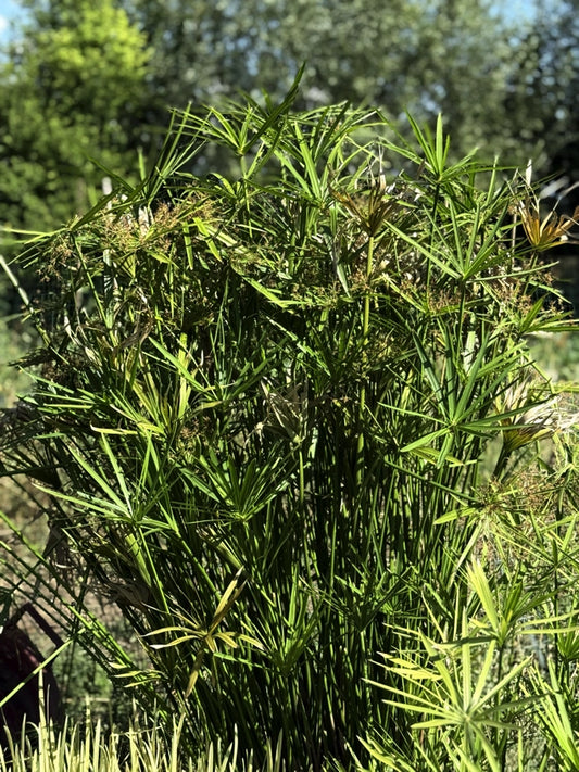 Cyperus alternifolius (falso papiro), pianta palustre con fusti verdi e foglie a ombrello, venduta in rizoma. Ideale per laghetti e bordi d’acqua.
