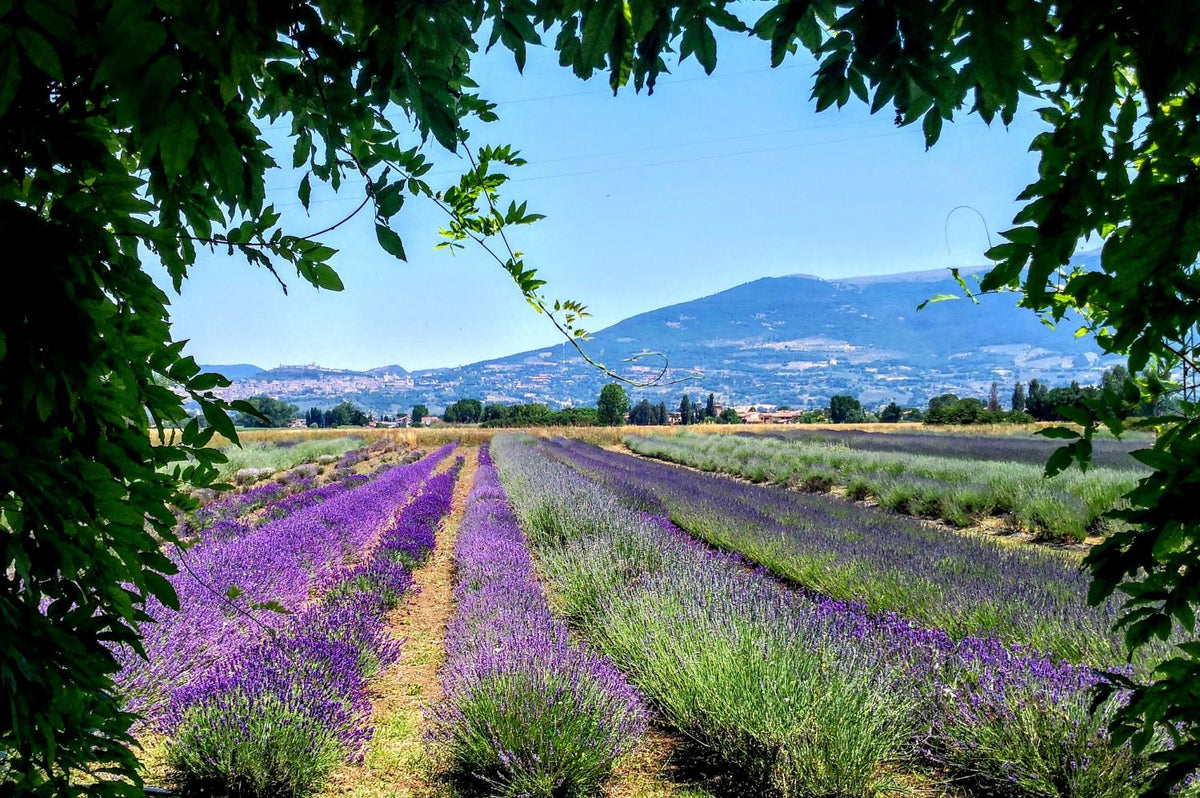 Festa della lavanda. festa della lavanda 2026, festa della lavanda in Italia, Campi di lavanda in Italia, lavanda, lavandeto, Il Lavandeto, un lavandeto, Umbria eventi, eventi in Umbria, eventi 2026, eventi Italia 2026, attrazioni Umbria, itinerario Umbria, picnic lavanda, Umbria tourism, Umbria turismo, attrazioni Assisi, attrazioni Perugia, visitare Perugia