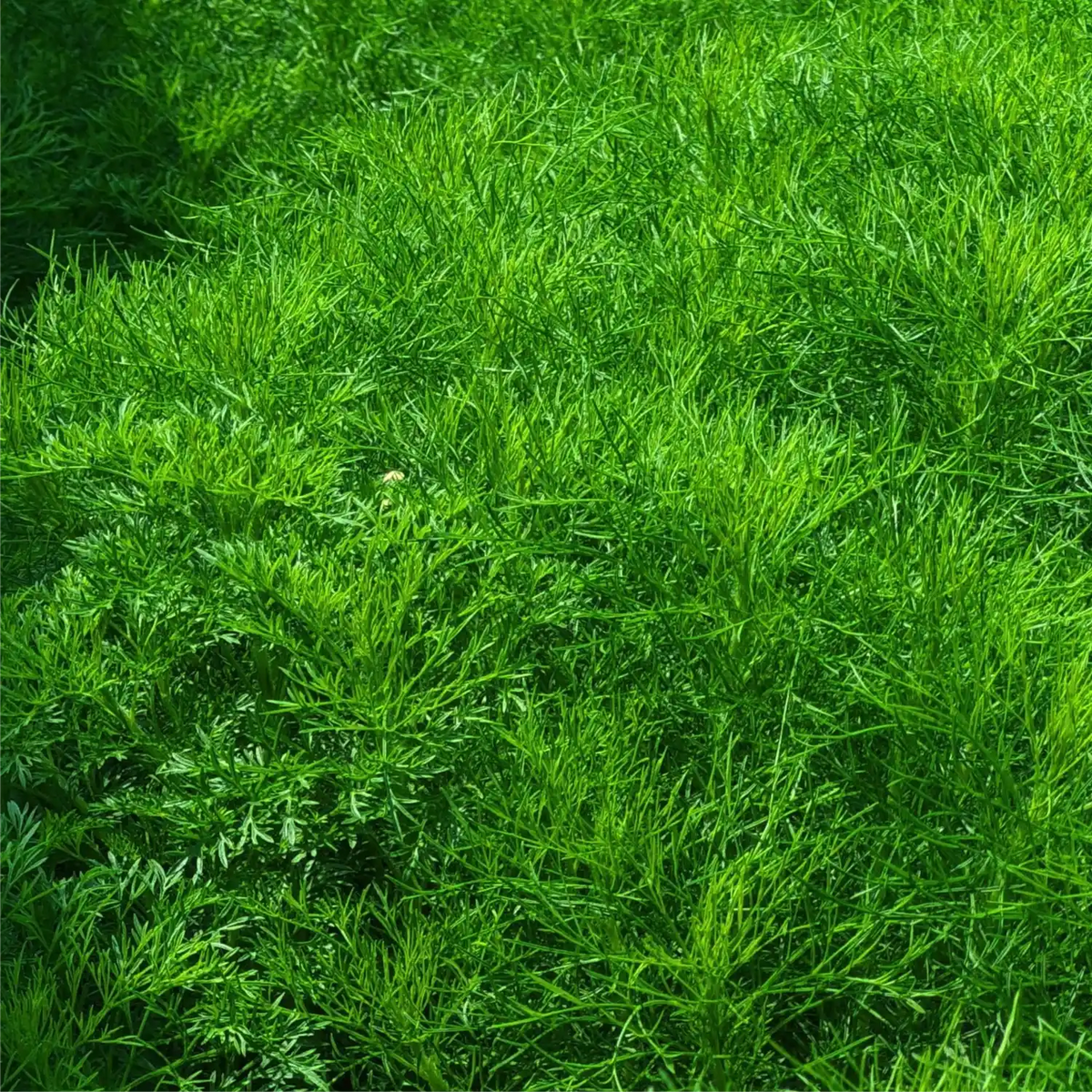 finocchietto selvatico pianta aromatica foeniculum vulgare foglie piumose coltivazione orto giardino vaso aromatiche