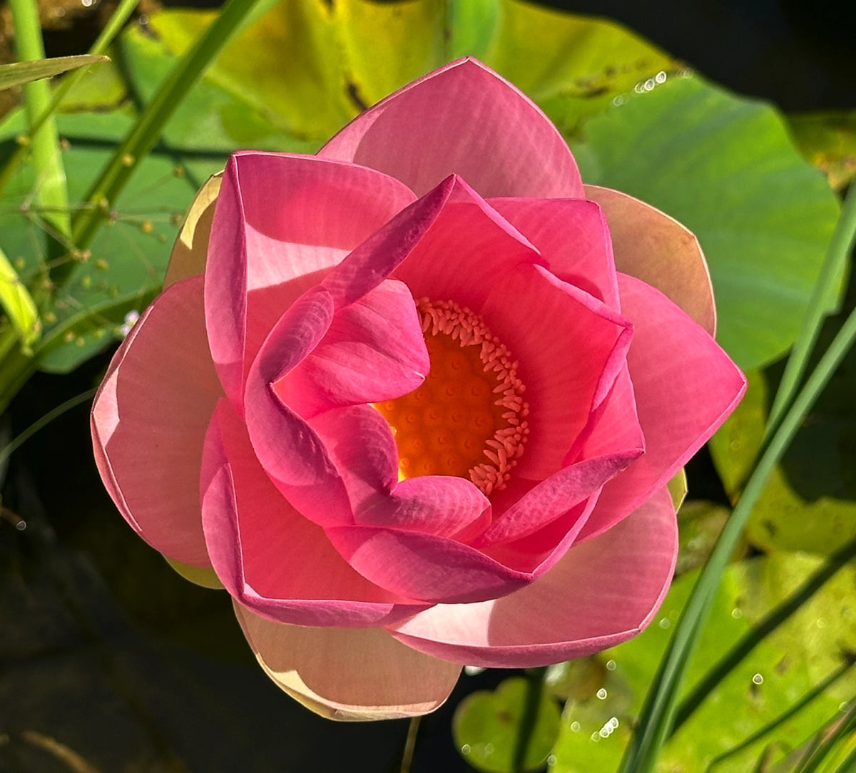 Fiore di Loto Nelumbo nucifera, pianta acquatica con grandi fiori rosa profumati