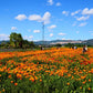 papaveri della California, papavero Californiano, escolzia, Eschscholzia californica, papaveri vendita, dove acquistare i papaveri, piante perenni vendita online, vivaio online, vivaio papaveri, vendita semi di papavero, papaveri arancioni, papaveri bianchi, escolzia, vendita escolzia, Papaveri della California, festa dei papaveri, festa di primavera, campi di papaveri in Italia, dove vedere campi di papaveri, foto sui campi di papaveri, fotografare i papaveri, dove fotografare  papaveri