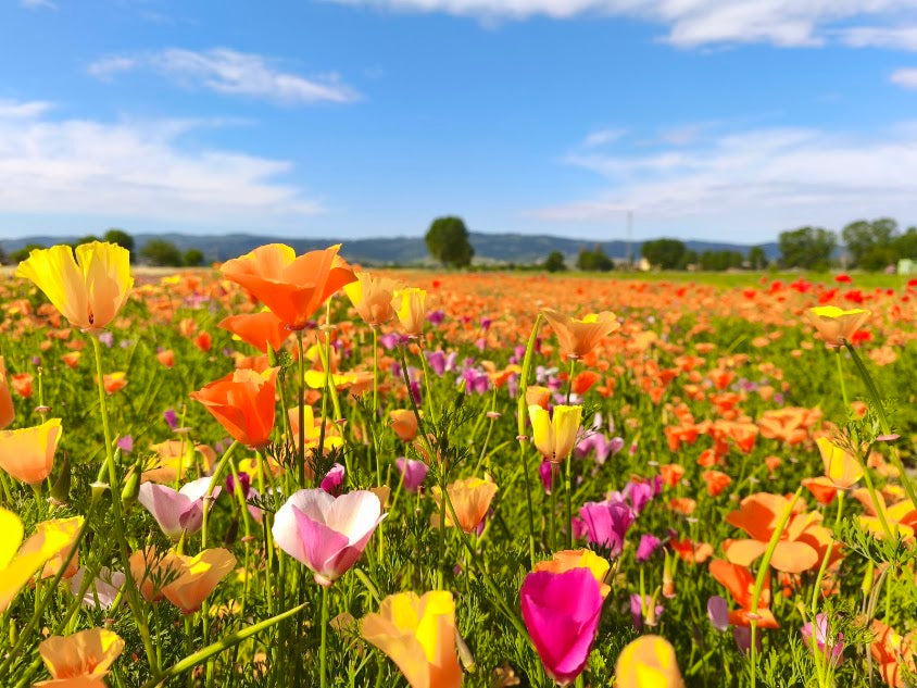 Festa dei papaveri, festa i primavera, eventi Assisi, eventi Perugia, eventi in Umbria. Progetti giardino, vivaio piante da giardino  Vivaio piante perenni , erbacee perenni vendita online
