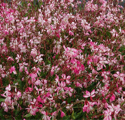 Gaura lindheimeri 'Siskiyou Pink' in fiore, con piccoli fiori rosa su steli leggeri, pianta perenne per bordure soleggiate e giardini naturali.