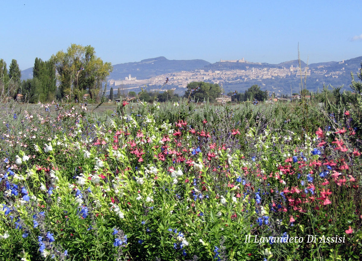 Vivaio lavanda, vendita lavanda, vendita piante di lavanda, campi di lavanda Italia, campi di lavanda da visitare, giardino delle salvie, giardini da visitare, area eventi, giardini per compleanno Perugia, vendita salvie da fiore, vendita piante online. Mostra mercato piante e fiori.