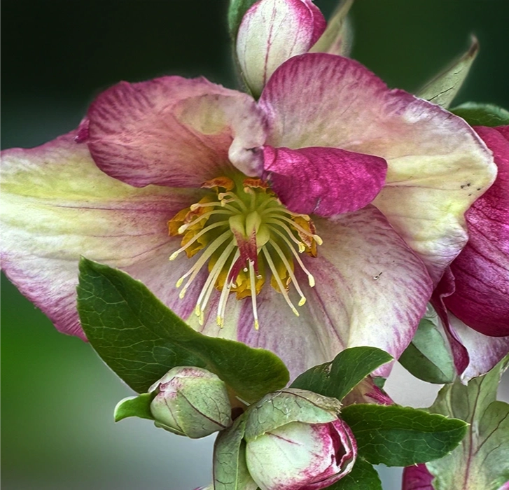 Helleborus HGC Ice N Roses Carlotta elleboro con grandi fiori rosa a fioritura invernale