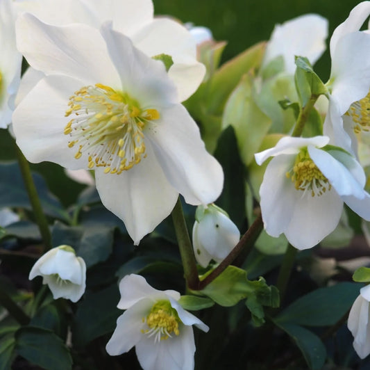 Helleborus niger Winterfall elleboro nero con fiori bianchi a fioritura invernale